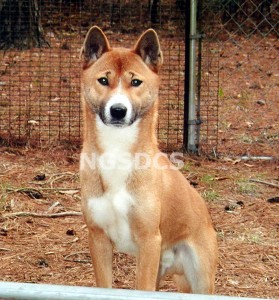 Photo Courtesy: New Guinea Singing Dog Conservation Society