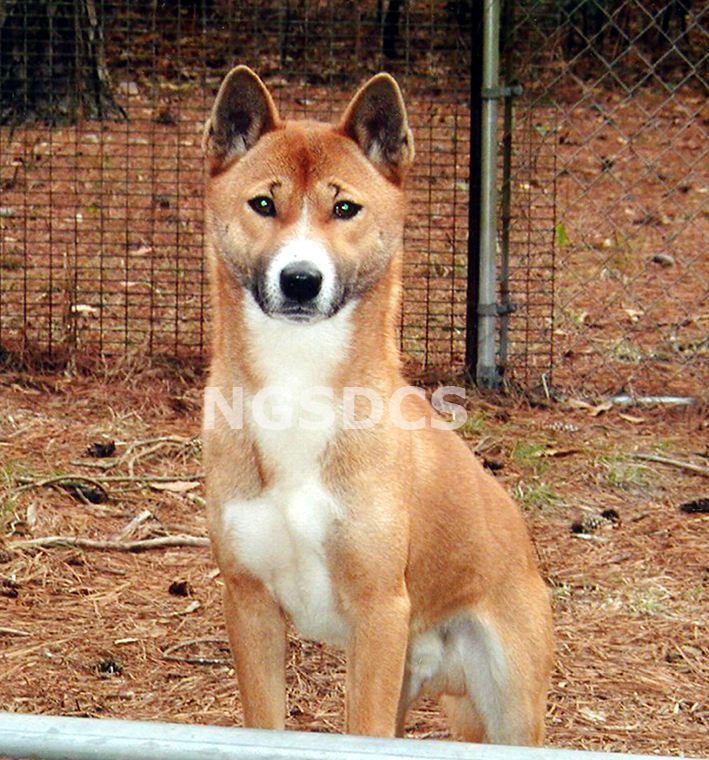 are new guinea singing dogs feral