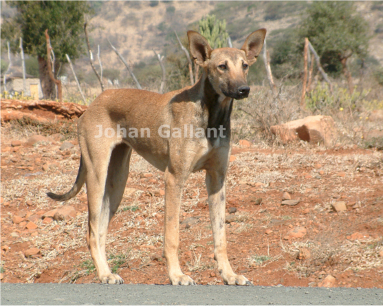 africanis dog breed