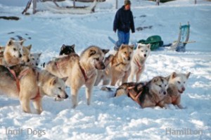 Inuit Dogs from the Disko Bay region, near Ilulissat, Greenland. Inuit Dogs from Canada and Greenland have been proven to be the same landrace. Photo: Hamilton