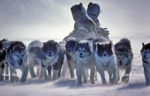 A fan hitch team of aboriginal Inuit Dogs in Arctic Canada Photo: Corel Arctic 