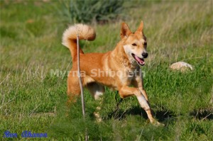 Canaan Dogs