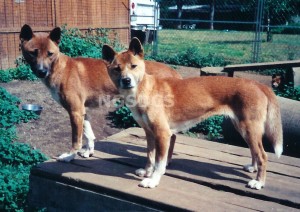 Photo Courtesy: New Guinea Singing Dog Conservation Society