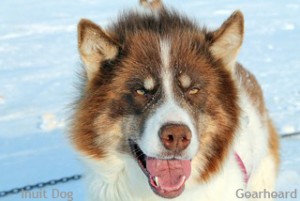 Nasalik, a male Inuit Dog from central Baffin Island, Canada Photo: Gearheard 