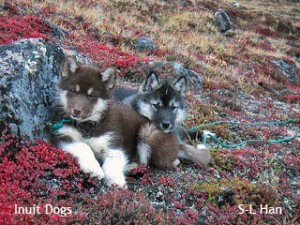 South Baffin Island (Canada) pups, Tua and Karhu Photo: S-L Han 