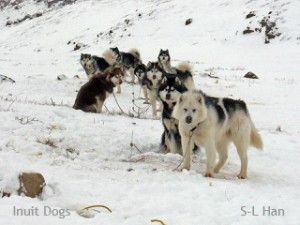 Inuit Dogs from south Baffin Island, Nunavut Canada Photo: S-L Han 